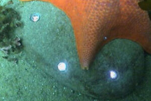 Underwater LED Light